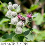Цветущий репейник, лопух большой (Arctium lappa L.) Стоковое фото, фотограф Ирина Борсученко / Фотобанк Лори