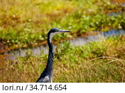 Head of Great Blue Heron or Ardea Herodias bird. Стоковое фото, фотограф Сергей Новиков / Фотобанк Лори