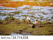 Two Yellow-billed stork Ibis birds in Kenya. Стоковое фото, фотограф Сергей Новиков / Фотобанк Лори