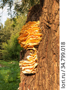Гриб трутовик серно-желтый (Laetiporus sulphureus) Стоковое фото, фотограф Александр Щепин / Фотобанк Лори