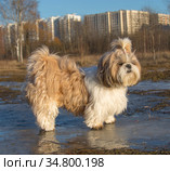 Собака шитцу. Стоковое фото, фотограф Наталья Барышникова / Фотобанк Лори