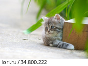Спрятался. Котёнок подглядывает из-за деревянного бруска. Стоковое фото, фотограф Зобков Юрий / Фотобанк Лори