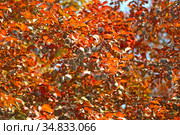 Плоды и листья сливы краснонолистной, сорт Писсарди ( Prunus cerasifera var. pissardii) Стоковое фото, фотограф Ирина Борсученко / Фотобанк Лори