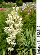 Цветение юкки нитчатой (Yucca filamentosa L.) в парке. Стоковое фото, фотограф Ирина Борсученко / Фотобанк Лори