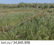 Aerial view on wooden footbridge through the reeds over flood-meadow. Kartal Eco Park, Orlovka village, Reni raion, Odessa oblast, Ukraine, Eastern Europe (2020 год). Стоковое фото, фотограф Некрасов Андрей / Фотобанк Лори