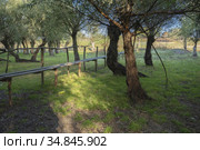 Kartal Eco Park, Orlovka village, Reni raion, Odessa oblast, Ukraine, Eastern Europe (2020 год). Стоковое фото, фотограф Некрасов Андрей / Фотобанк Лори