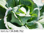 White cabbage in the garden. Close up on Fresh cabbage in harvest field. Cabbage are growing in garden. Organic vegetable on the farm. Agriculture. Стоковое фото, фотограф Nataliia Zhekova / Фотобанк Лори