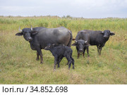 Young calf with mother - Water buffalo . Orlovka village, Reni raion, Odessa oblast. Стоковое фото, фотограф Некрасов Андрей / Фотобанк Лори