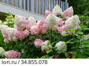 Гортензия метельчатая Ваниль Фрэз / Рени. Hydrangea paniculata Vanille Fraise / Rehny. Штамб. Стоковое фото, фотограф Ольга Сейфутдинова / Фотобанк Лори
