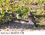 Птицы. Дрозд-рябинник (Turdus pilaris) Стоковое фото, фотограф E. O. / Фотобанк Лори
