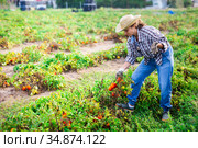 Female farmer regrets lost tomato crop after disaster. Стоковое фото, фотограф Яков Филимонов / Фотобанк Лори