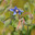 Огуречная трава (Borago officinalis L.) Стоковое фото, фотограф Ельцов Владимир / Фотобанк Лори