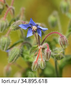 Огуречная трава (Borago officinalis L.) Стоковое фото, фотограф Ельцов Владимир / Фотобанк Лори