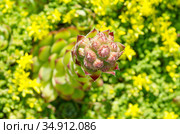Молодило или каменная роза (лат. Sempervivum) зацветает на клумбе. Стоковое фото, фотограф Елена Коромыслова / Фотобанк Лори