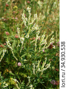Донник белый (Melilotus albus), цветущее растение. Стоковое фото, фотограф Щеголева Ольга / Фотобанк Лори
