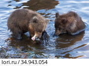 Two Kamchatka brown bear cubs fishing red salmon fish in river during spawning, eat it while standing in water. Стоковое фото, фотограф А. А. Пирагис / Фотобанк Лори