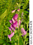 Наперстянка розовая (лат. Digitalis purpurea) цветет в летнем саду. Стоковое фото, фотограф Елена Коромыслова / Фотобанк Лори