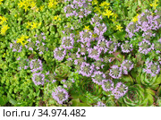 Молодило (лат. Sempervivum), очиток  едкий (лат. Sedum acre) и тимьян ползучий (лат.Thymus serpyllum) на клумбе в саду, фон. Стоковое фото, фотограф Елена Коромыслова / Фотобанк Лори