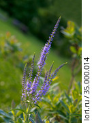 Вероника длиннолистная (лат. Veronica longifolia) Стоковое фото, фотограф Валентина Качалова / Фотобанк Лори