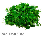 Heap of green fresh arugula leaf and canonigo or mache. Стоковое фото, фотограф Яков Филимонов / Фотобанк Лори
