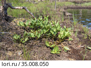 Вахта трехлистная (Menyanthes trifoliata) растет на торфяном болоте возле закрытого водоема. Стоковое фото, фотограф Наталья Осипова / Фотобанк Лори