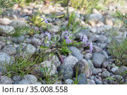 Гвоздика пышная (Dianthus superbus L.) растет среди прибрежных камней на севере Карелии в России. Стоковое фото, фотограф Наталья Осипова / Фотобанк Лори