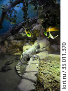 Крокодиловый кайман (Caiman crocodilus) и красноухие черепахи (Trachemys scripta) в террариуме. Зоопарк. Стоковое фото, фотограф Ирина Борсученко / Фотобанк Лори