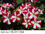 Красно-белые цветы петунии гибридной (лат. Petunia hybrida) Стоковое фото, фотограф Елена Орлова / Фотобанк Лори