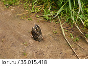 Fledgling robin sitting on a path. Стоковое фото, фотограф Евгений Харитонов / Фотобанк Лори
