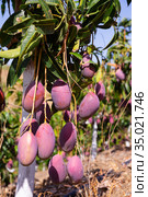 Mango fruits ripening on tree branches in orchard. Стоковое фото, фотограф Яков Филимонов / Фотобанк Лори