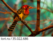Red and Yellow Barbet sitting on branch in park. Стоковое фото, фотограф Яков Филимонов / Фотобанк Лори