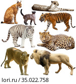 Collection of felidae family animals isolated on white. Стоковое фото, фотограф Яков Филимонов / Фотобанк Лори