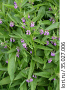 Цветущий окопник лекарственный (Symphytum officinale L.). Стоковое фото, фотограф Ирина Борсученко / Фотобанк Лори