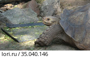 Шпороносная черепаха (Geochelone sulcata), Чианг Май. Таиланд (2018 год). Стоковое видео, видеограф Виктор Карасев / Фотобанк Лори