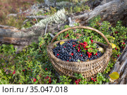 Лесные ягоды в корзине. Заготовка черники и брусники на зиму. Стоковое фото, фотограф Наталья Осипова / Фотобанк Лори