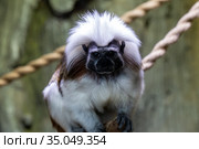 Cotton top tamarin (Saguinus oedipus) captive. Стоковое фото, фотограф Евгений Ткачёв / Фотобанк Лори
