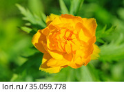 Купальница азиатская (лат. Trollius) крупным планом. Стоковое фото, фотограф Елена Коромыслова / Фотобанк Лори