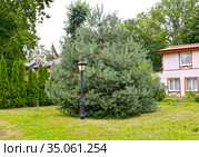 Сосна обыкновенная, сорт Ватерери (Pinus sylvestris Watereri) растет в парке. Стоковое фото, фотограф Ирина Борсученко / Фотобанк Лори