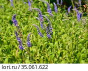 Соцветия вероники длиннолистной (Veronica longifolia L.) Стоковое фото, фотограф Ирина Борсученко / Фотобанк Лори