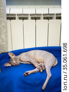 Kitten of Don sphynx cat sleeping close to warm heater. Stretching rear pawns. Стоковое фото, фотограф Кекяляйнен Андрей / Фотобанк Лори