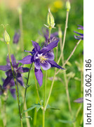 Цветущая аквилегия (лат. Aquilegia) в саду. Стоковое фото, фотограф Елена Коромыслова / Фотобанк Лори
