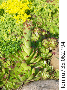 Молодило (лат. Sempervivum) на фоне очитка едкого (лат. Sedum acre) в саду. Стоковое фото, фотограф Елена Коромыслова / Фотобанк Лори