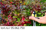 Tit flies out of a thick Bush of viburnum, takes the seed from the hand and flies away. Slow motion. Стоковое видео, видеограф Владимир Литвинов / Фотобанк Лори