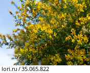 Yellow flowers of the plant Teline canariensis. Стоковое фото, фотограф Яков Филимонов / Фотобанк Лори