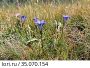 Горечавка Кауфмана - Gentiana kaufmanniana... Стоковое фото, фотограф Михаил Старшов / Фотобанк Лори