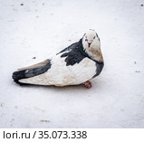 Грязный голубь с больной лапкой на снегу. Стоковое фото, фотограф Антонина / Фотобанк Лори