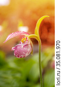 Flower of wild orchid Venerin slipper (Cypripedium macranthon) lady's slipper. Стоковое фото, фотограф Евгений Ткачёв / Фотобанк Лори