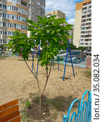 Липа крупнолистная (Tilia platyphyllos) (2020 год). Редакционное фото, фотограф Мария Кылосова / Фотобанк Лори
