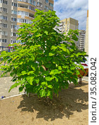 Липа крупнолистная (Tilia platyphyllos) (2020 год). Редакционное фото, фотограф Мария Кылосова / Фотобанк Лори