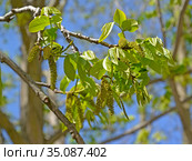Цветение лапины ясенелистной (Pterocarya fraxinifolia) Стоковое фото, фотограф Ирина Борсученко / Фотобанк Лори